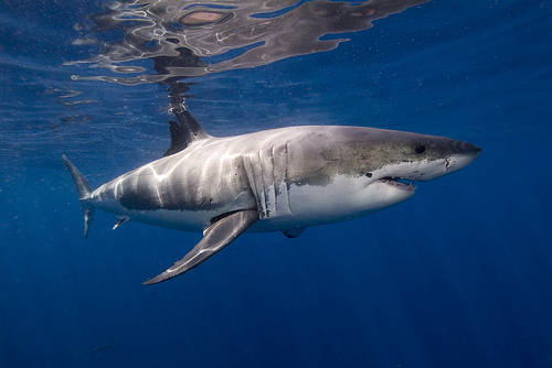 El Tiburón es una máquina predadora perfecta. El Buen Vendedor debería ser una maquinaria perfecta y hecha para vender. Foto: Flicker Ken Bondy
